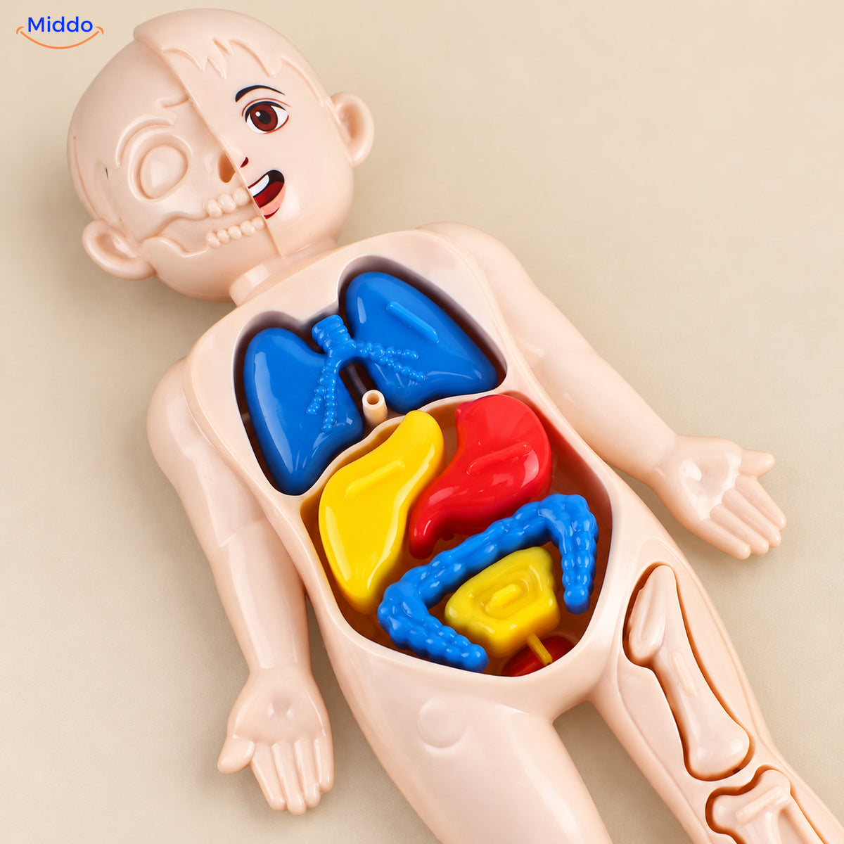 Maquette anatomique pour enfants
