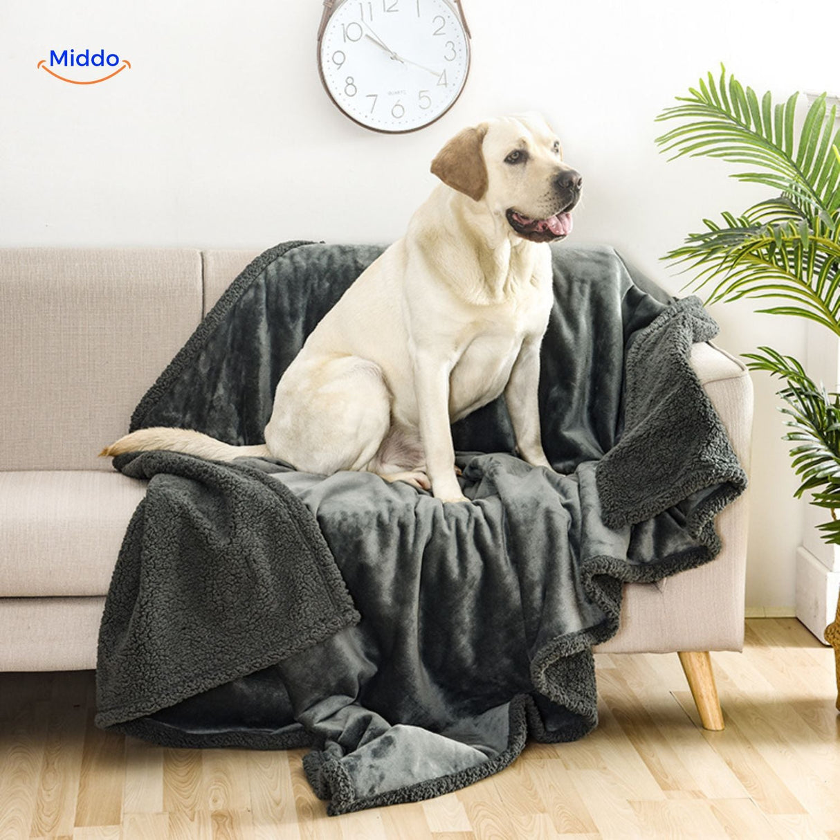 chien installé confortablement sur la couverture de protection imperméable posée sur le canapé