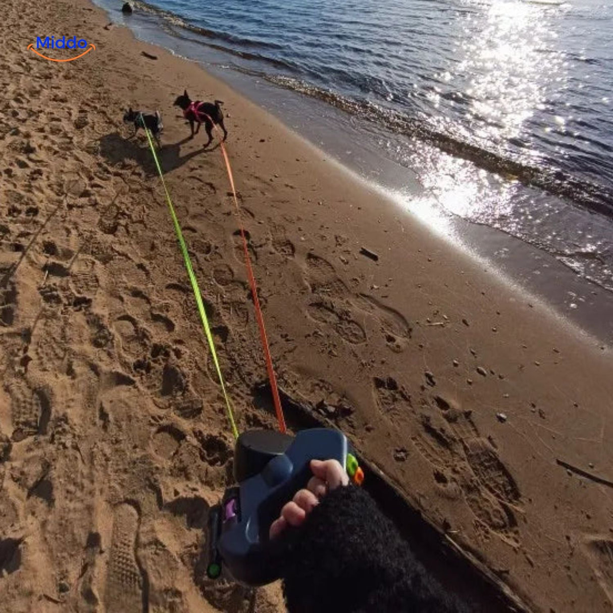 deux chiens en promenade sur la plage avec une laisse rétractable 2-en-1