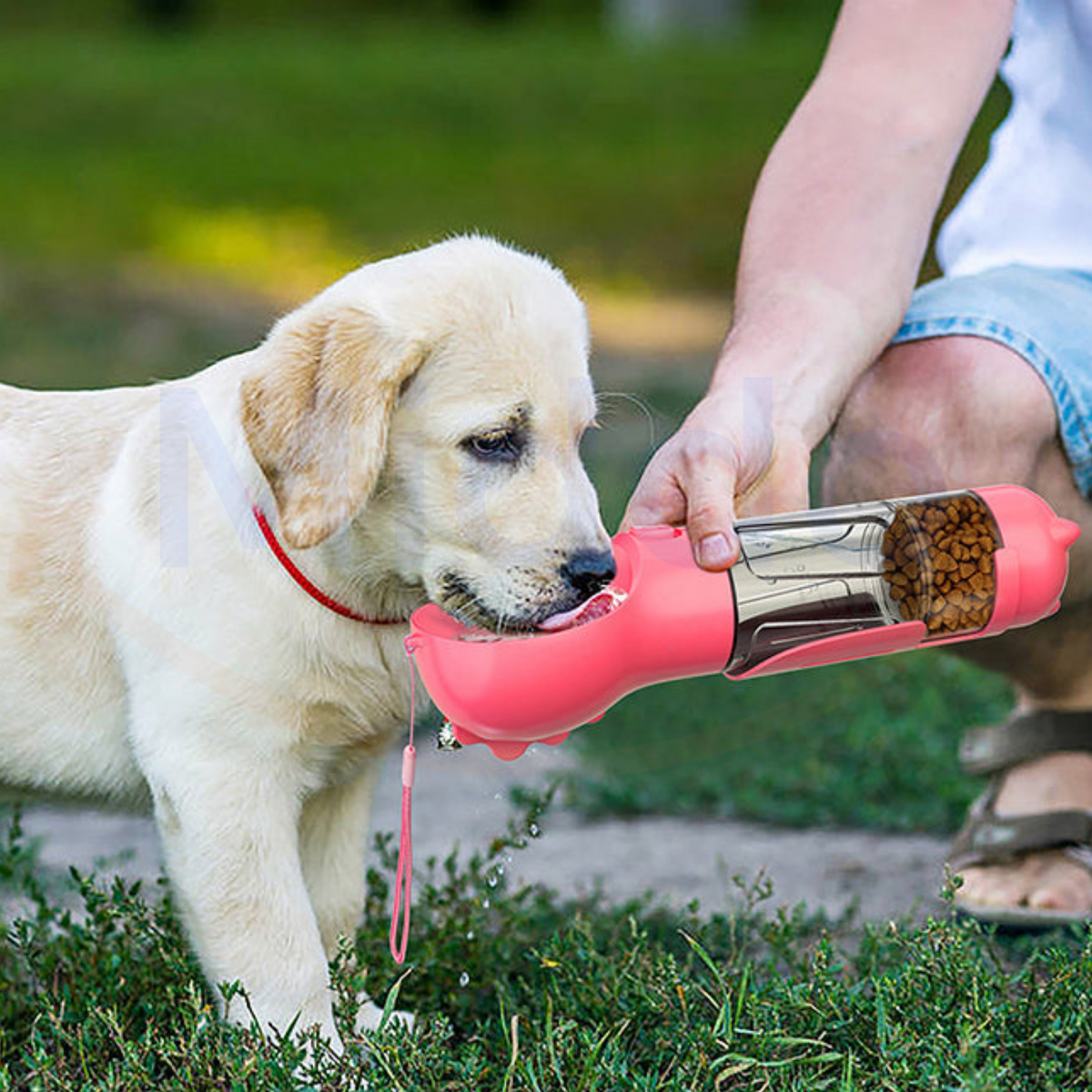 gourde 5-en-1 pour chien rose, chien qui boit directement depuis la bouteille sur l'herbe