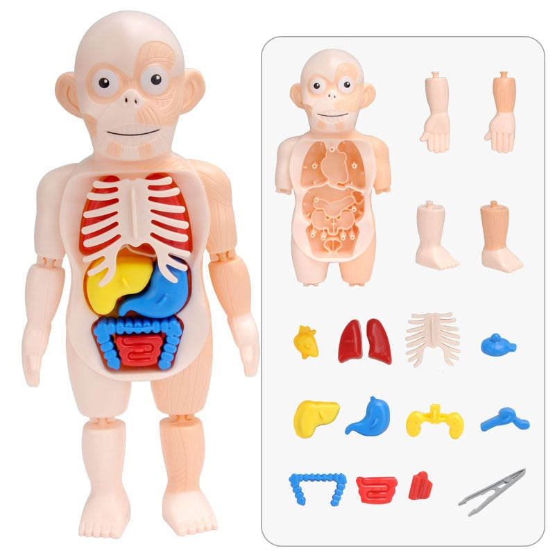 kit d'anatomie pour enfants avec l'ensemble des organes et pièces détachées de la poupée