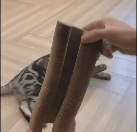chat actif sur son griffoir, alternant entre gratter, jouer et se reposer