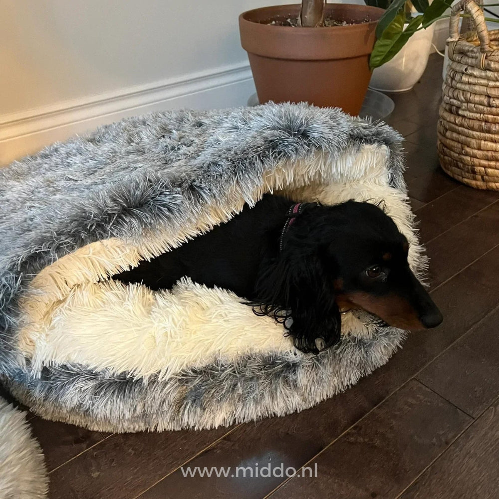 chien installé dans un lit pour animaux confortable en situation de vie
