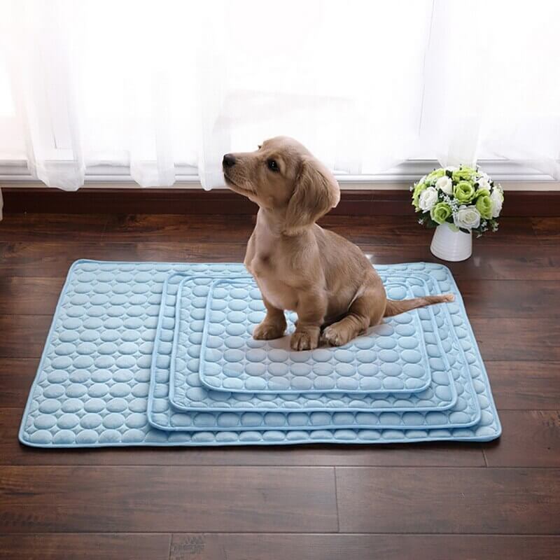 tapis absorbant la chaleur pour animaux coloris bleu présenté en toutes les tailles avec un petit chien brun