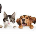 Animaux