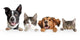 Voir tout Animaux