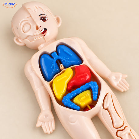 Maquette anatomique pour enfants