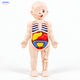Terriblement Amusant : Kit d'Anatomie pour Enfants | Jouet Éducatif et Interactif