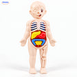 Maquette anatomique pour enfants