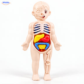 Maquette anatomique pour enfants