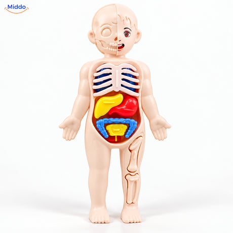 Maquette anatomique pour enfants
