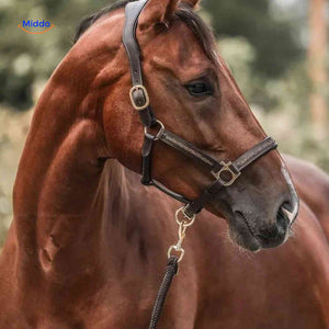 portrait de cheval avec licol pour illustrer le calendrier de l'avent friandises équestres