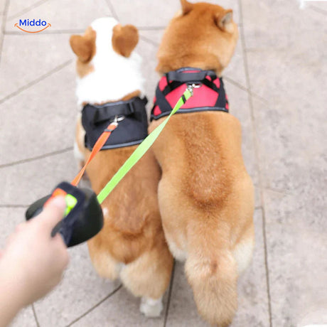 deux chiens marchant côte à côte tenus par une laisse rétractable double