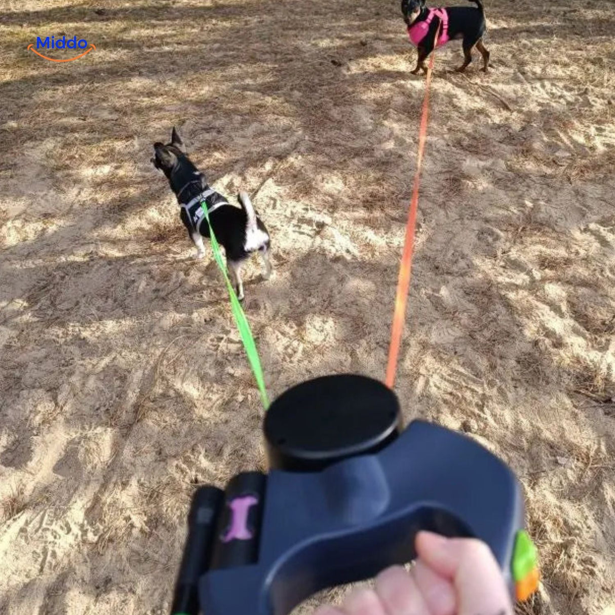 deux chiens en promenade sur le sable tenus par une laisse rétractable 2-en-1