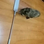 EasyClean uitschuifbare stofdoek met huisdier op houten vloer