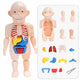 Terriblement Amusant : Kit d'Anatomie pour Enfants | Jouet Éducatif et Interactif