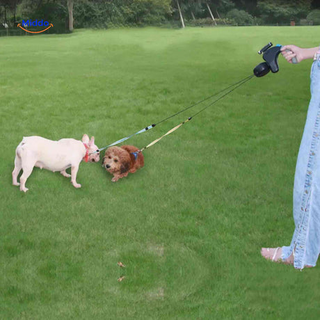 laisse double pour deux chiens sur un terrain herbeux, parfaite pour les sorties en plein air
