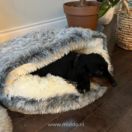 chien installé dans un lit pour animaux confortable en situation de vie