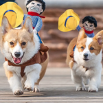 Corgi honden in cowboykostuum rennend met poppen op hun rug.