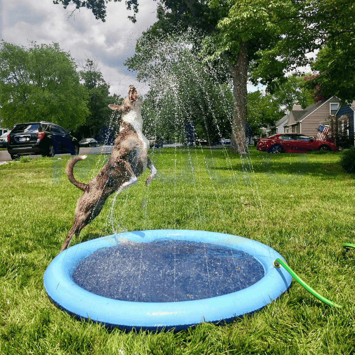 piscine fontaine pour chien : un chien saute à travers les jets d'eau sur le tapis bleu