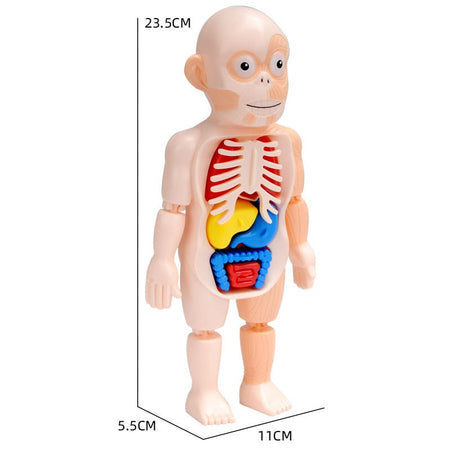 poupée anatomique éducative pour enfants avec organes visibles et dimensions indiquées