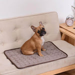 petit chien brun allongé sur le tapis absorbant la chaleur coloris brun sur un canapé
